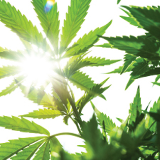Fermented Hemp